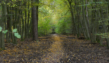 Wald Wald